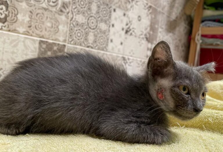 multimedia-foto79592-102-1