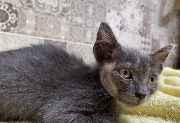 multimedia-foto79593-102-1