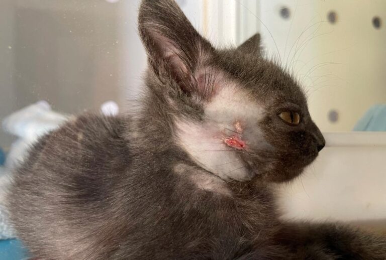 multimedia-foto79594-102-1