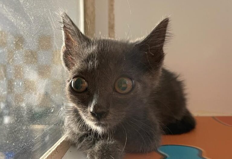 multimedia-foto79596-103-1