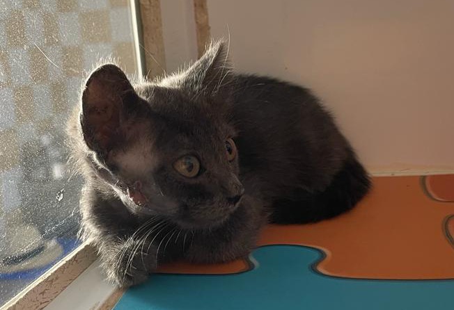 multimedia-foto79598-103-1