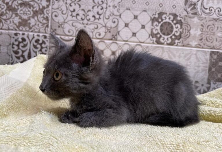 multimedia-foto79599-103-1