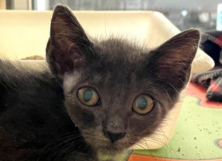 multimedia-foto79600-103-1