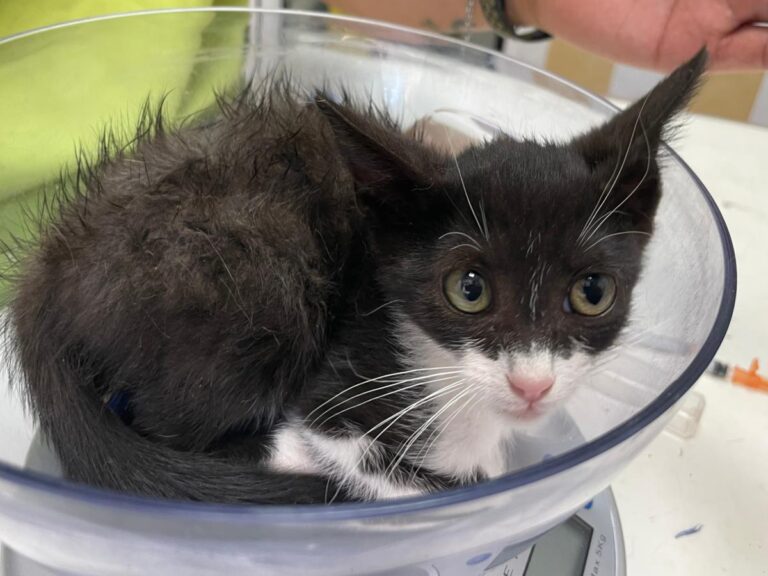 multimedia-foto79612-229-1