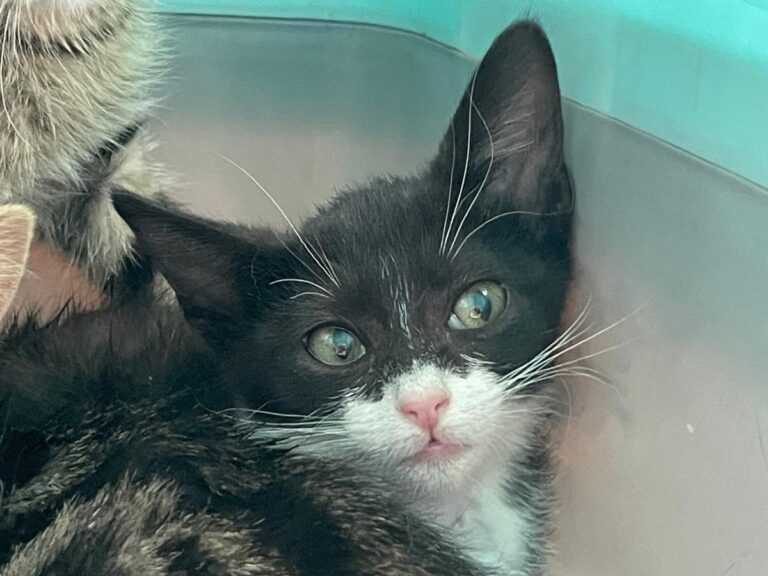 multimedia-foto79614-229-1