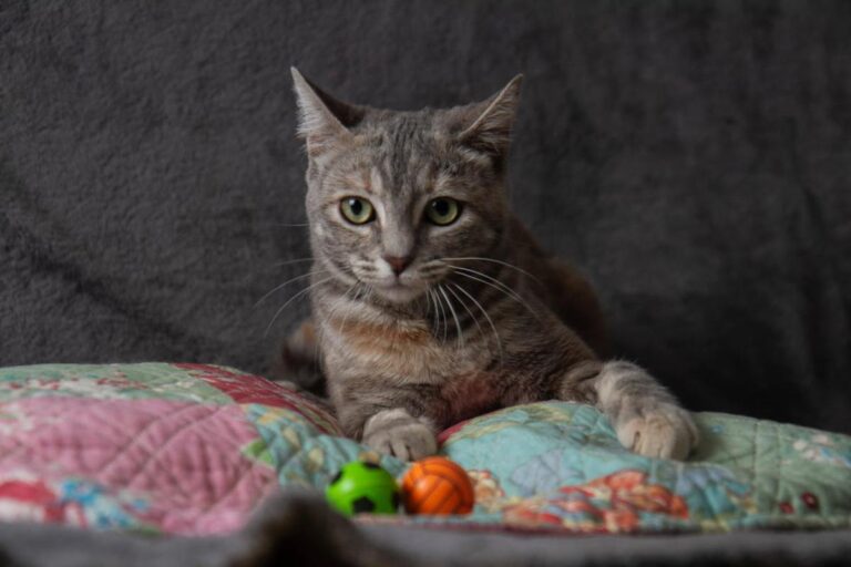 multimedia-foto79619-18-1