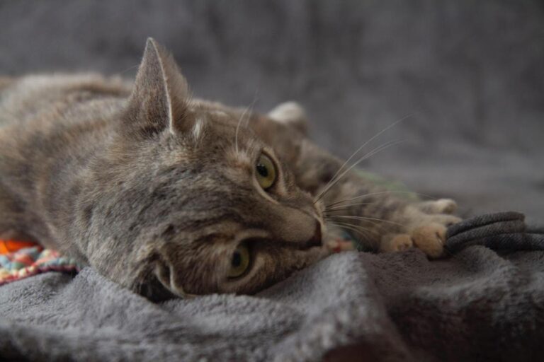 multimedia-foto79621-18-1