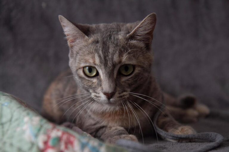 multimedia-foto79622-19-1