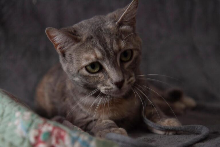 multimedia-foto79623-19-1