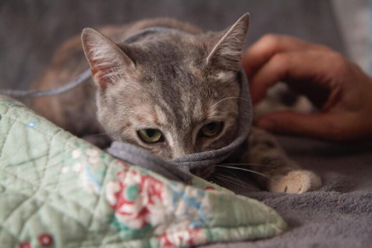 multimedia-foto79624-19-1