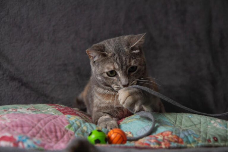 multimedia-foto79625-19-1