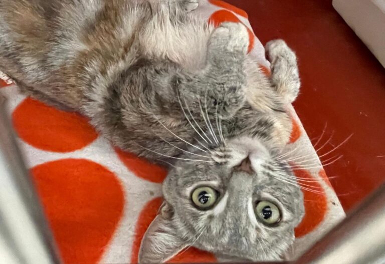 multimedia-foto79626-19-1