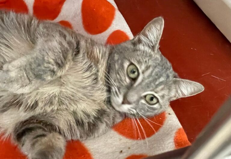 multimedia-foto79627-19-1