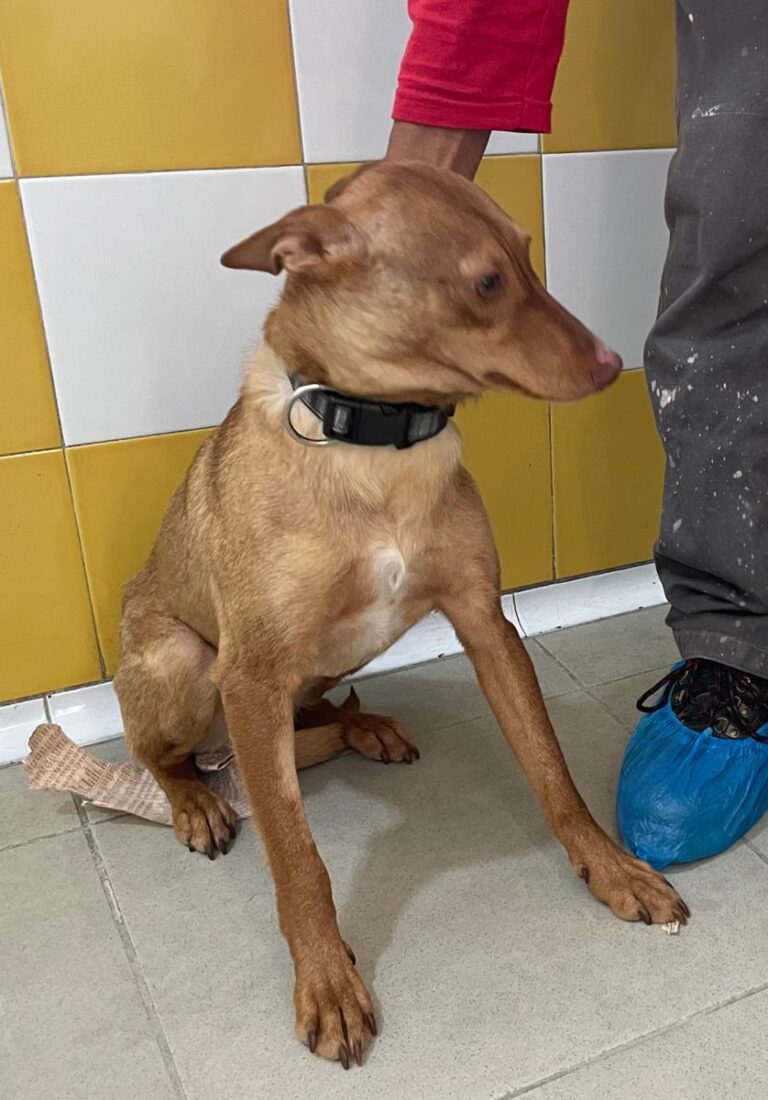 multimedia-foto79639-696-1