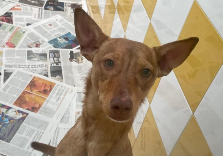 multimedia-foto79640-696-1