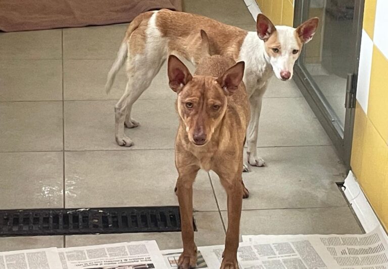 multimedia-foto79641-696-1