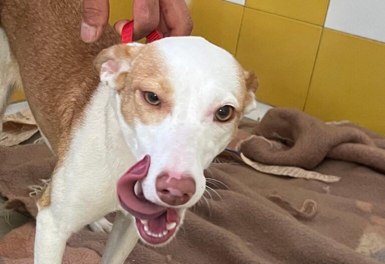 multimedia-foto79645-799-1