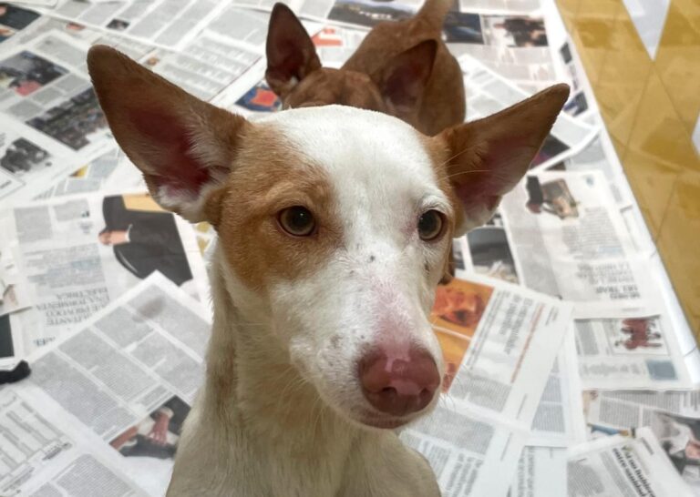 multimedia-foto79650-800-1