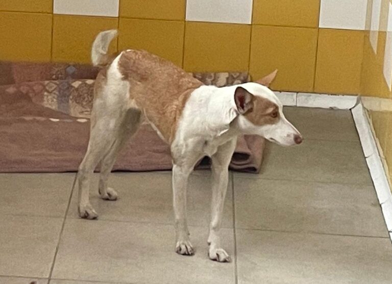 multimedia-foto79662-806-1