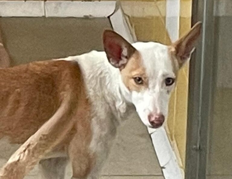 multimedia-foto79663-806-1