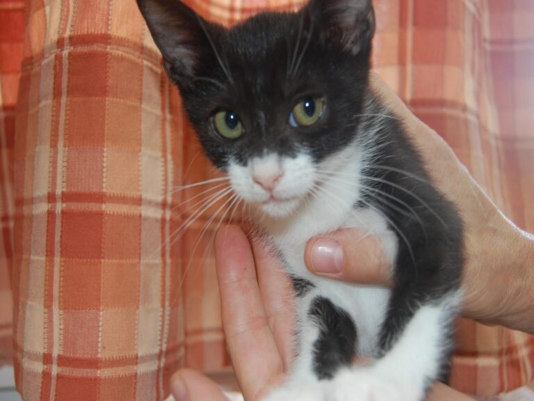 multimedia-foto79689-446-1