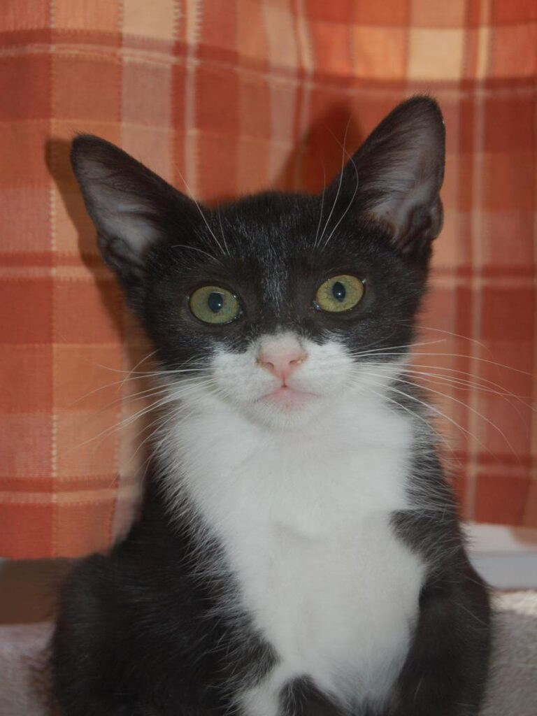 multimedia-foto79691-446-1