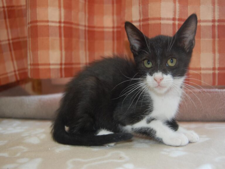 multimedia-foto79692-446-1