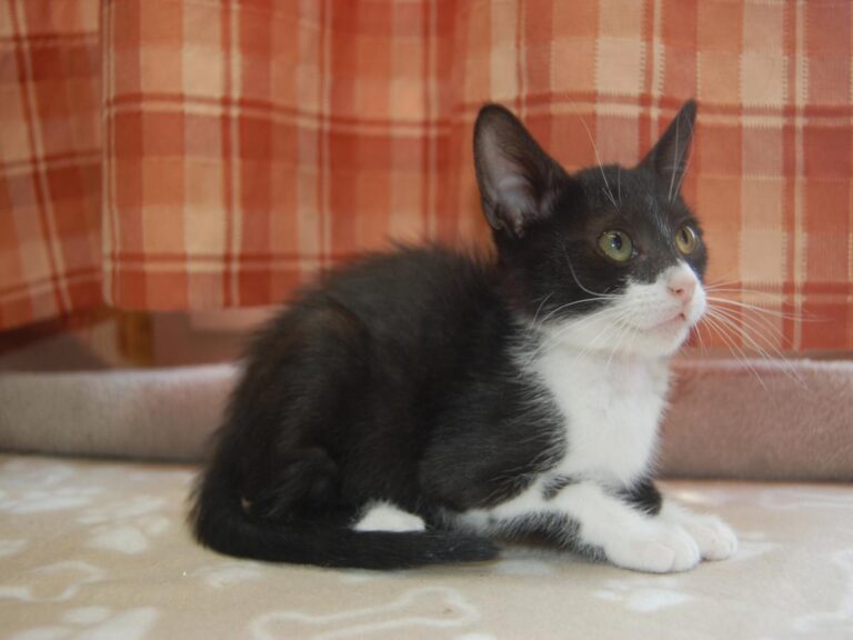 multimedia-foto79693-447-1