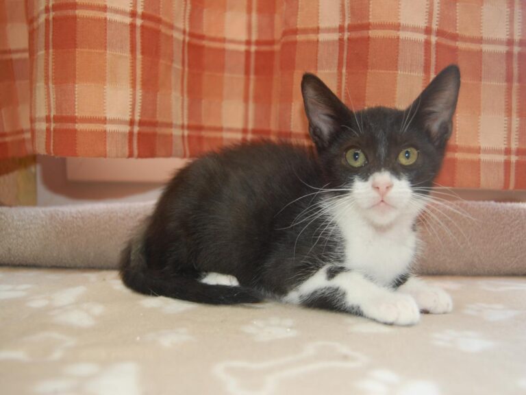 multimedia-foto79694-447-1