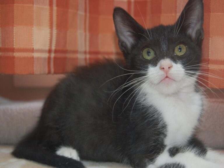 multimedia-foto79695-447-1