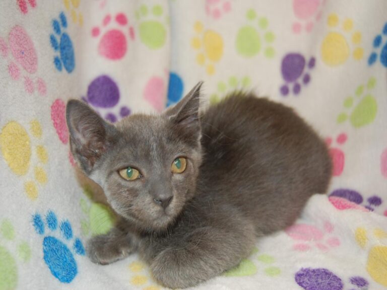 multimedia-foto79696-565-1