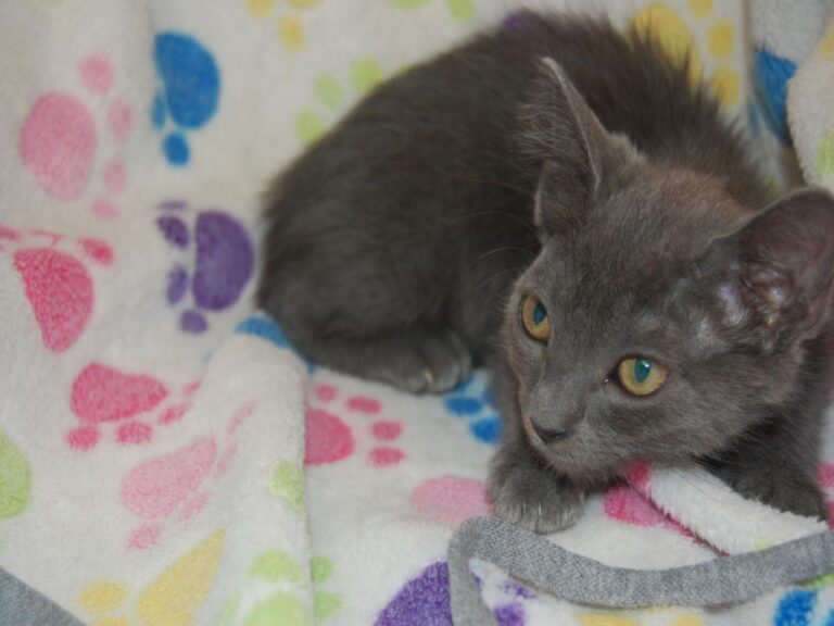 multimedia-foto79697-565-1