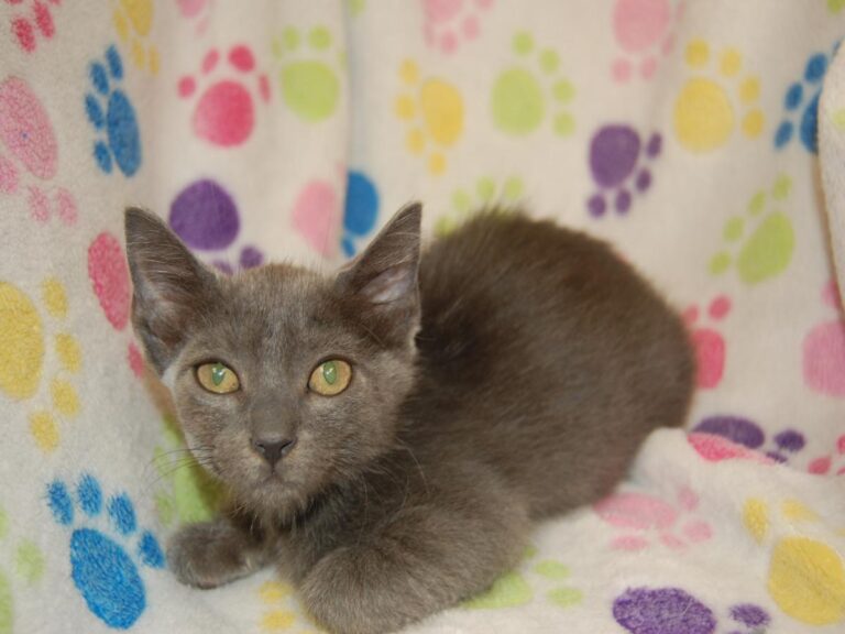 multimedia-foto79698-565-1