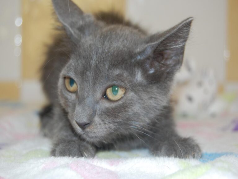 multimedia-foto79699-566-1