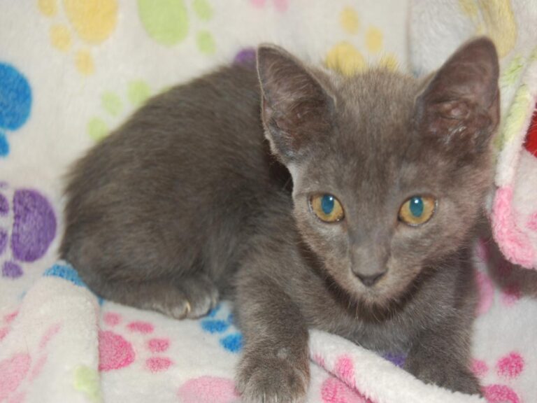 multimedia-foto79700-566-1