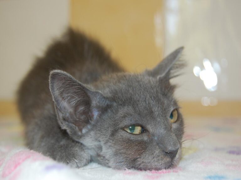 multimedia-foto79701-566-1