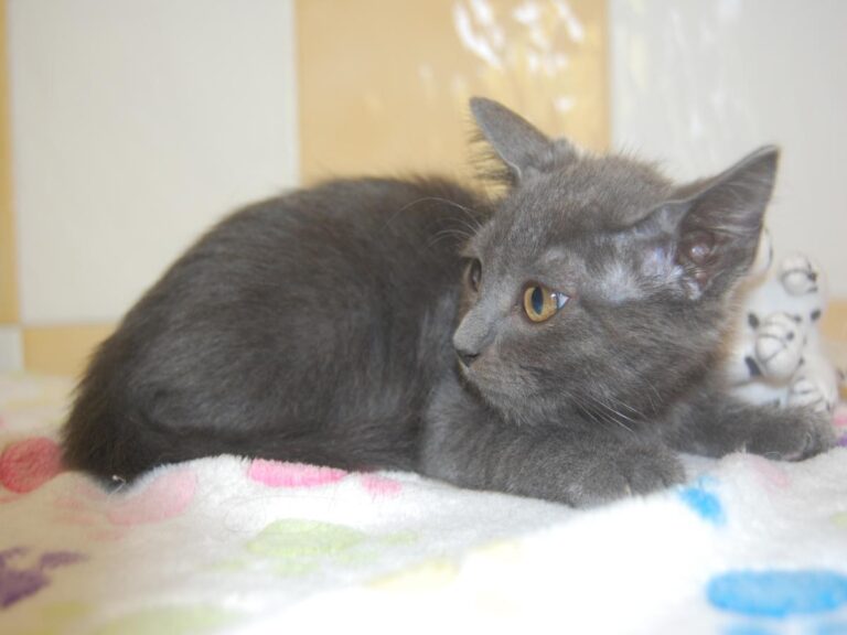 multimedia-foto79702-566-1