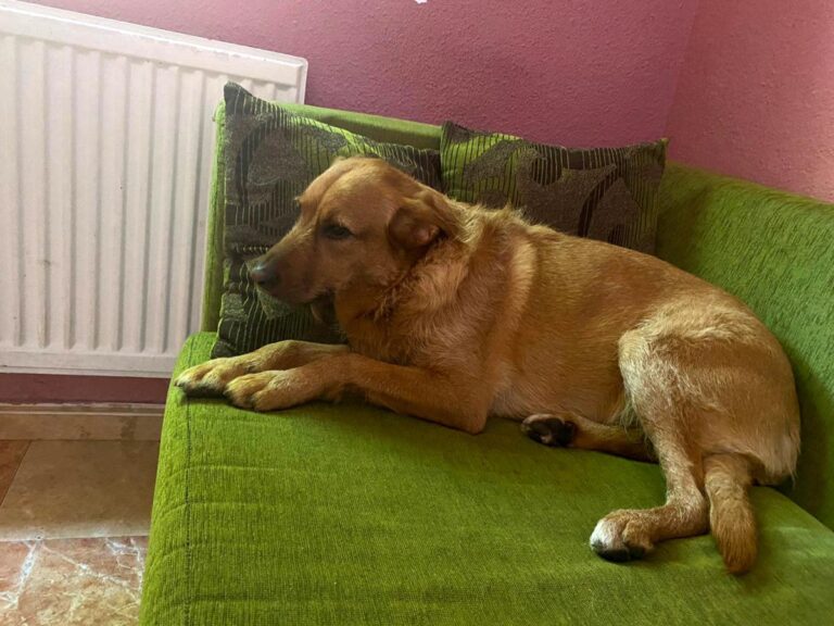 multimedia-foto79717-704-1