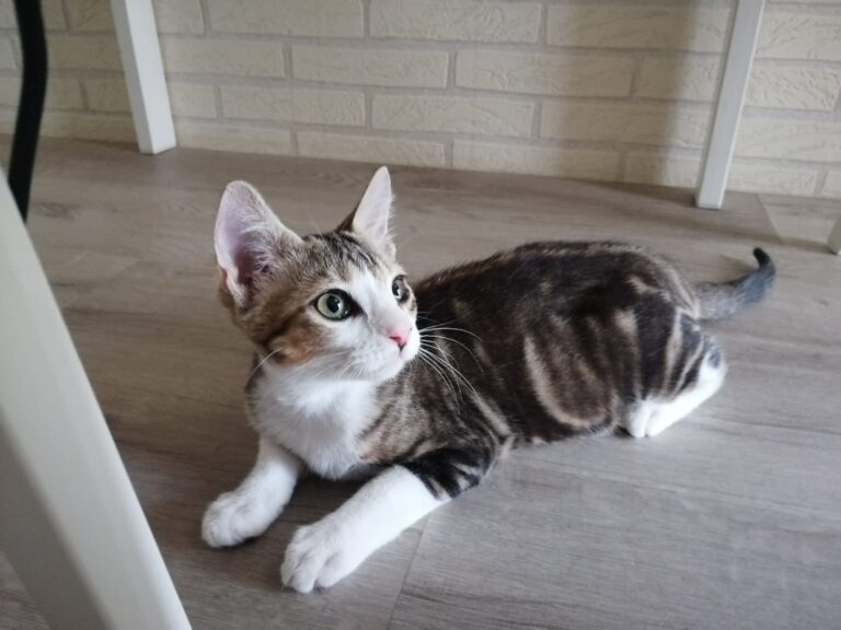 multimedia-foto79730-550-1