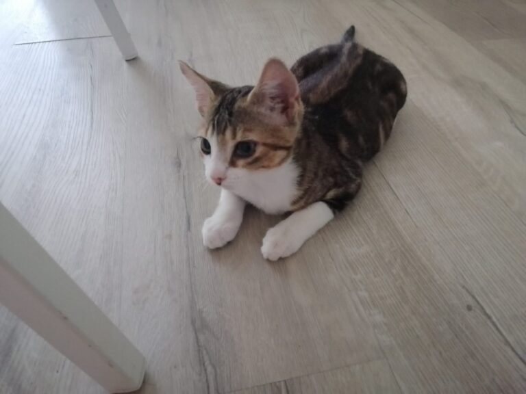 multimedia-foto79731-550-1