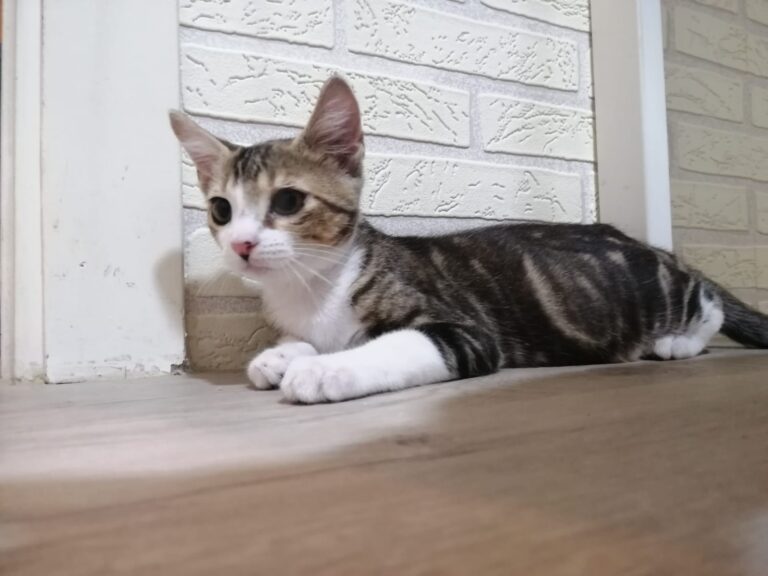 multimedia-foto79732-551-1