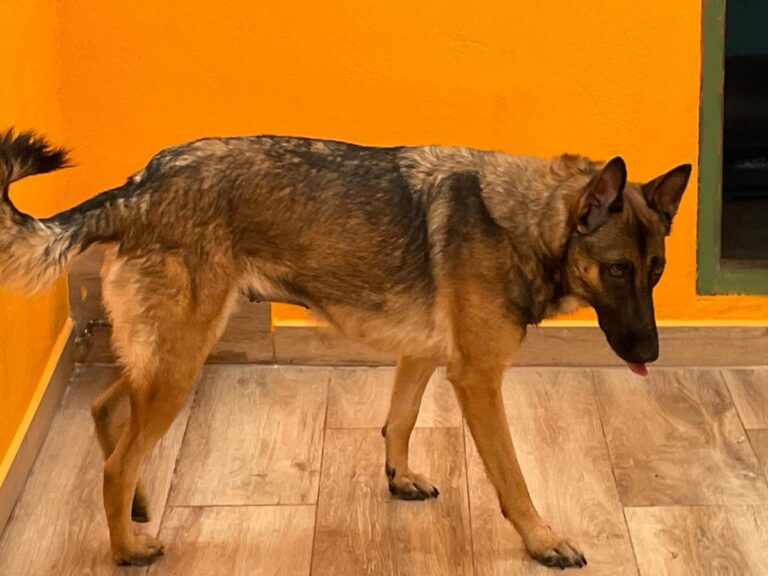 multimedia-foto79747-850-1