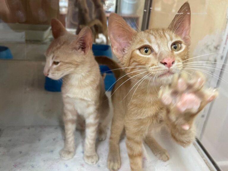 multimedia-foto79769-677-1