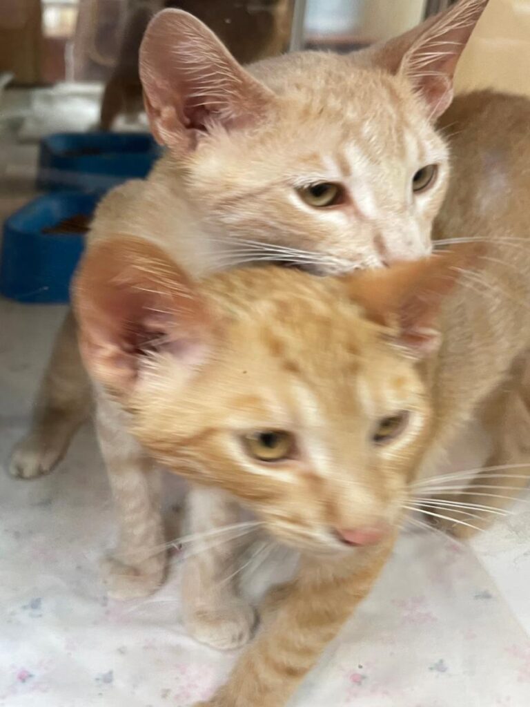 multimedia-foto79770-677-1