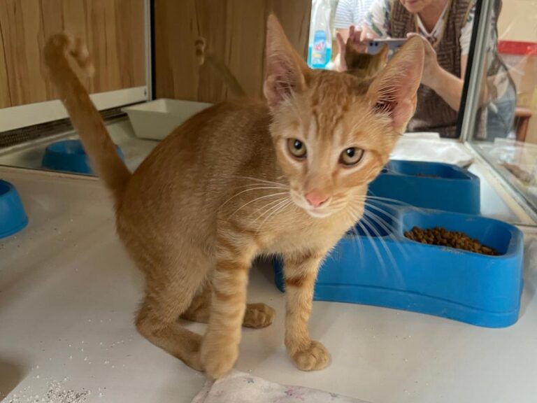 multimedia-foto79772-678-1