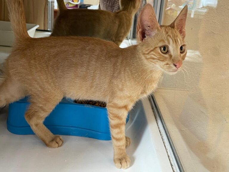 multimedia-foto79774-678-1