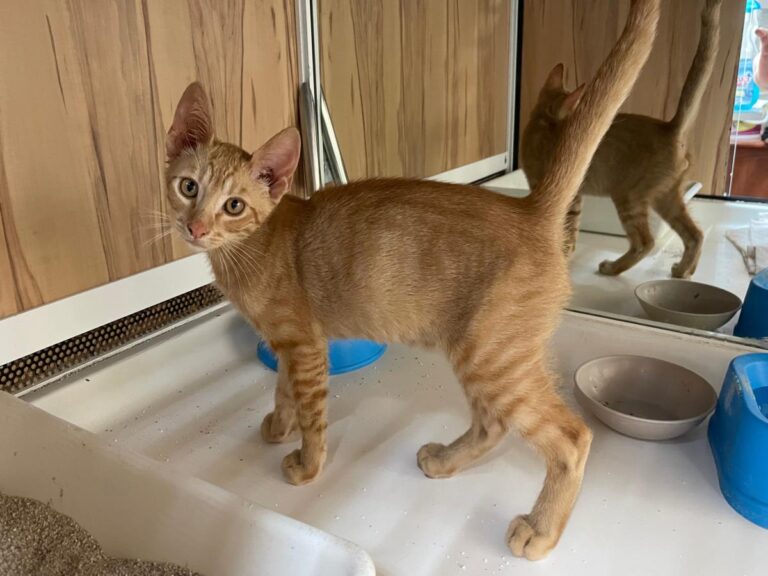 multimedia-foto79775-678-1