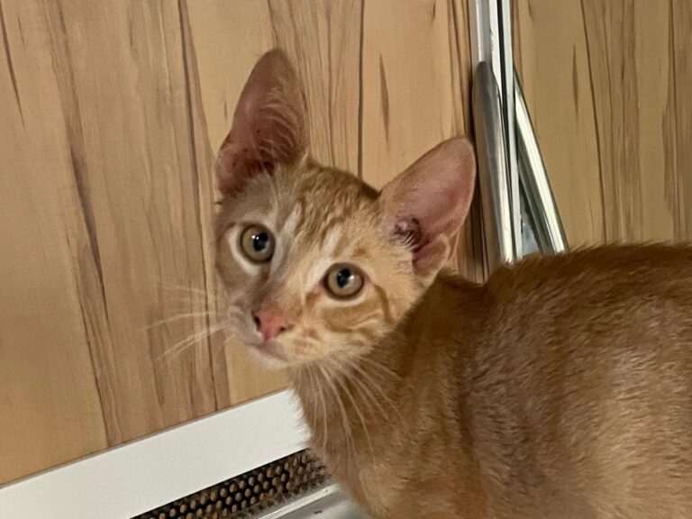 multimedia-foto79776-679-1