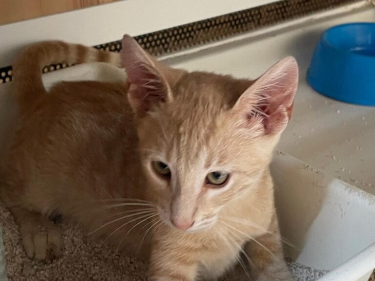 multimedia-foto79778-765-1