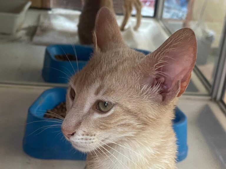 multimedia-foto79779-765-1